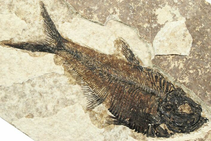Detailed Fossil Fish (Diplomystus) - Wyoming #356787
